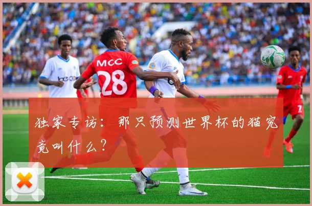 独家专访:那只预测世界杯的猫究竟叫什么?